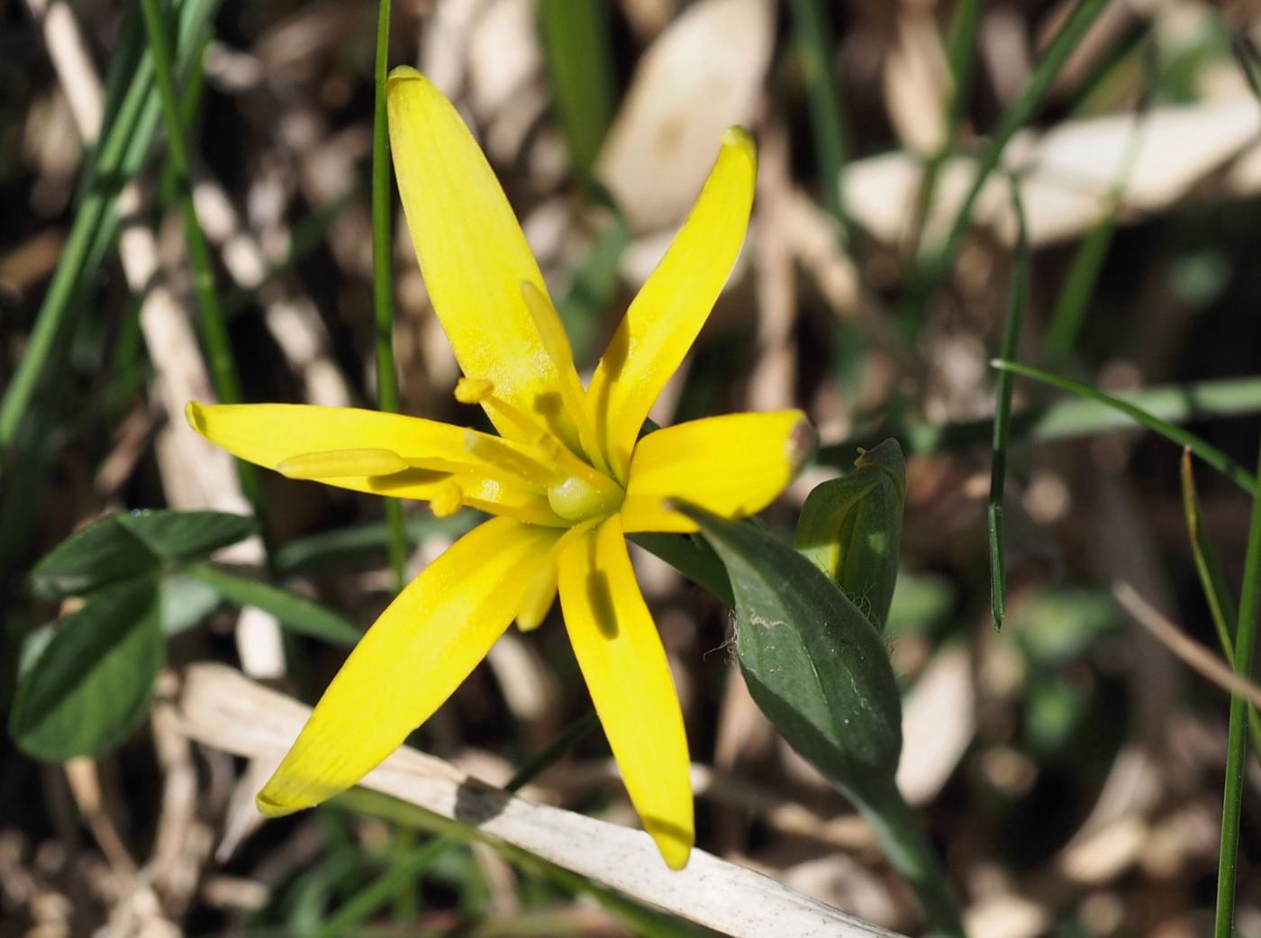 Gagea, Meadow flower